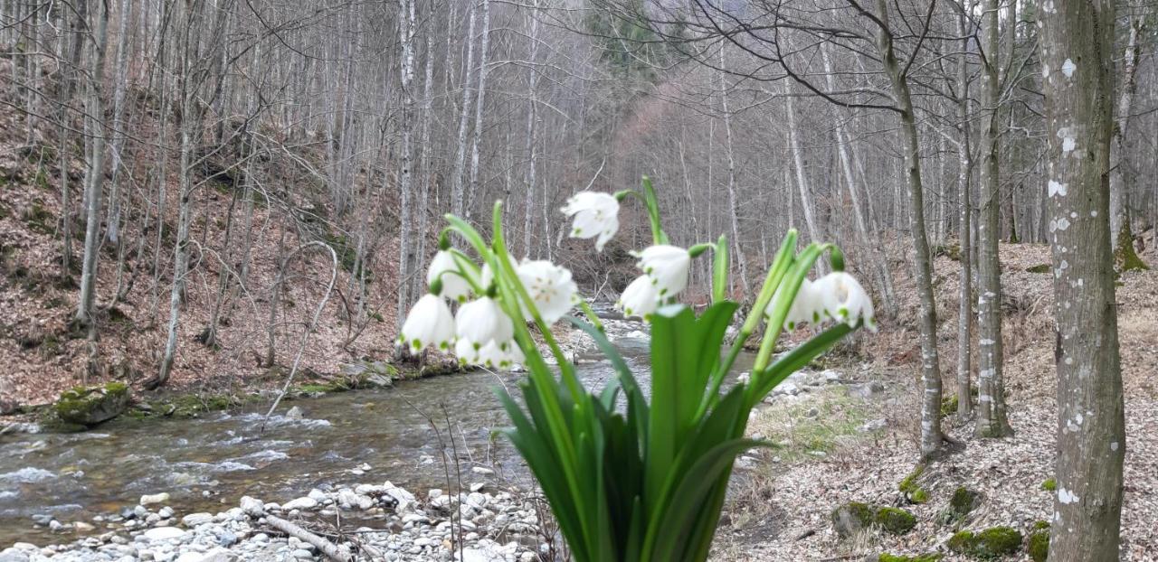 Ograda Bunicilor Villa Baia de Fier Dış mekan fotoğraf