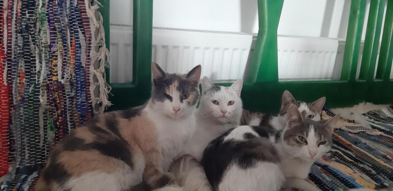 Ograda Bunicilor Villa Baia de Fier Dış mekan fotoğraf